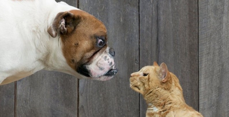 Como apresentar um gato para um cachorro pela primeira vez