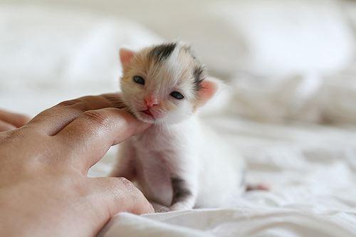 gato recém nascido