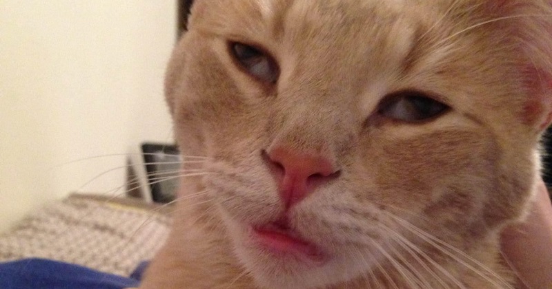 32 reações de gatos que resumem perfeitamente seu trabalho