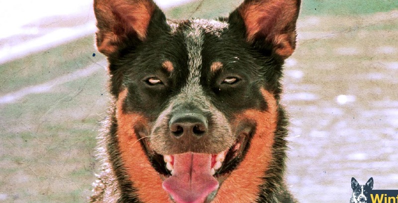 Controle comportamental do cachorro – Parte 3