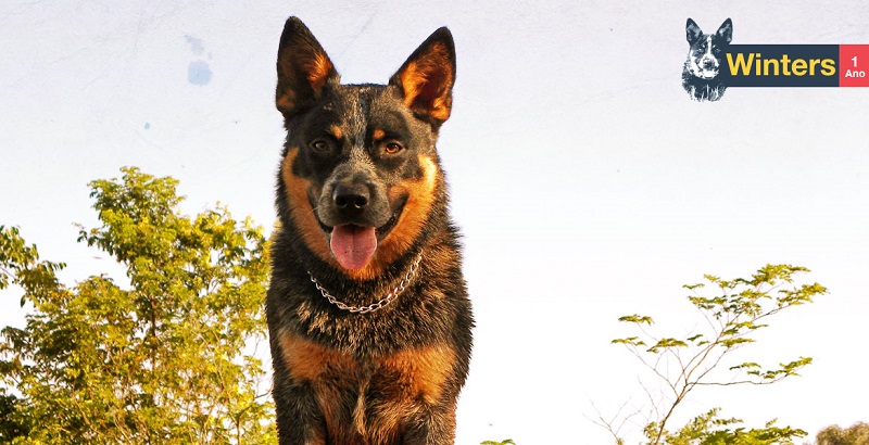 Controle comportamental do cachorro – Parte 1