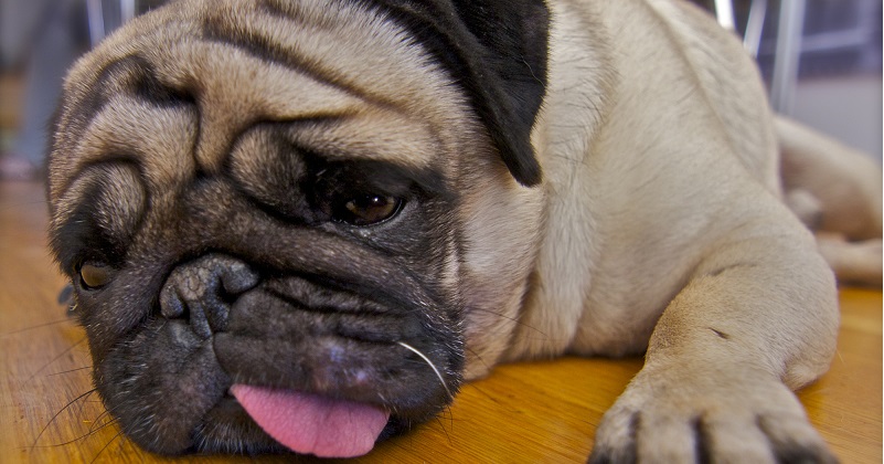 10 cães que já tiveram as mesmas sensações que você