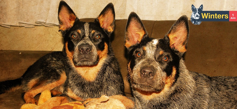 Controle comportamental do cachorro – Parte 2
