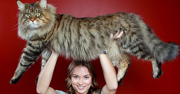 14 Gatos gigantes que você tem que conhecer