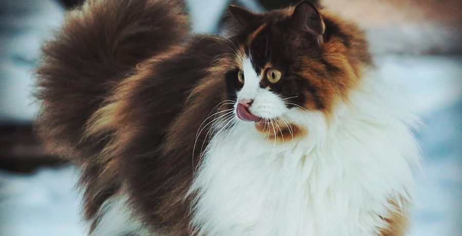 10 raças de gato raras que você nunca ouviu falar