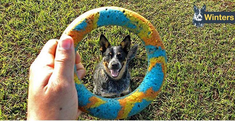 Como fazer o cachorro parar de morder mãos