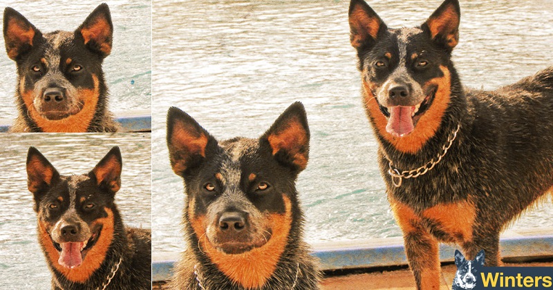 Ensine seu cachorro resolver problemas