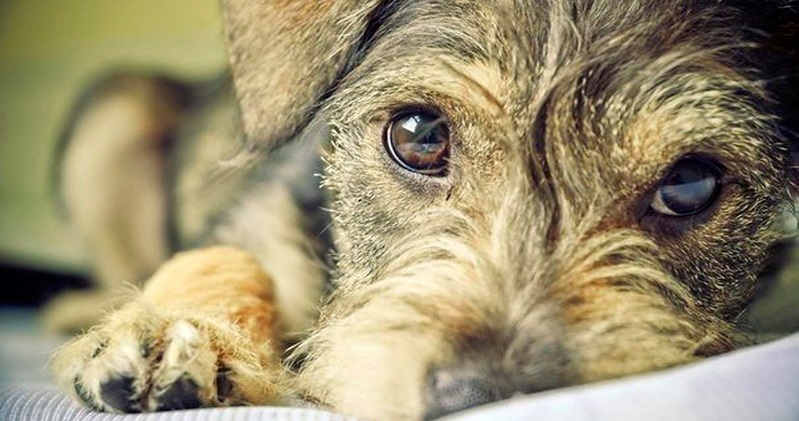 Estudo conclui que os cães rejeitam quem trata mal seus donos