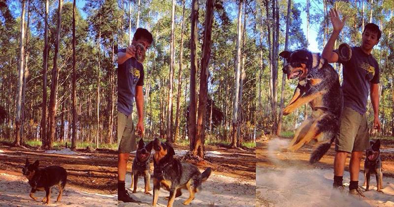 Todo homem precisa ter um cachorro antes de ser pai