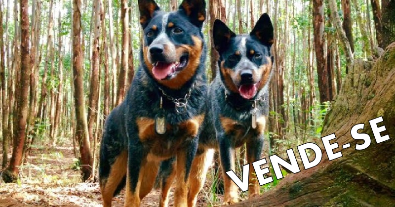 Estou vendendo meus dois cães