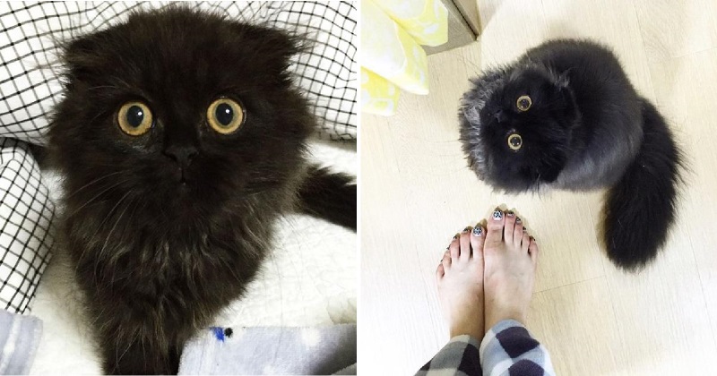 Esse gato tem o olhar mais adorável que você já viu