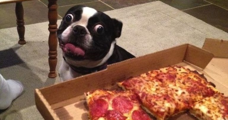 pizza para cachorro