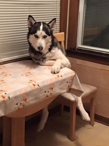 Você já colocou seu cachorro sentado na mesa com o restante da família.
