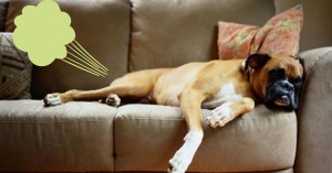 Quando seu cachorro peida, esvazia a sala? Calma, acho que podemos te ajudar!