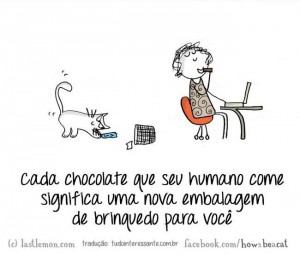 Guia passo a passo do que é necessário saber para ser um gato.