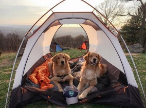 Depois de ver essas fotos magníficas você vai ficar louco de vontade de levar seu cachorro para acampar.