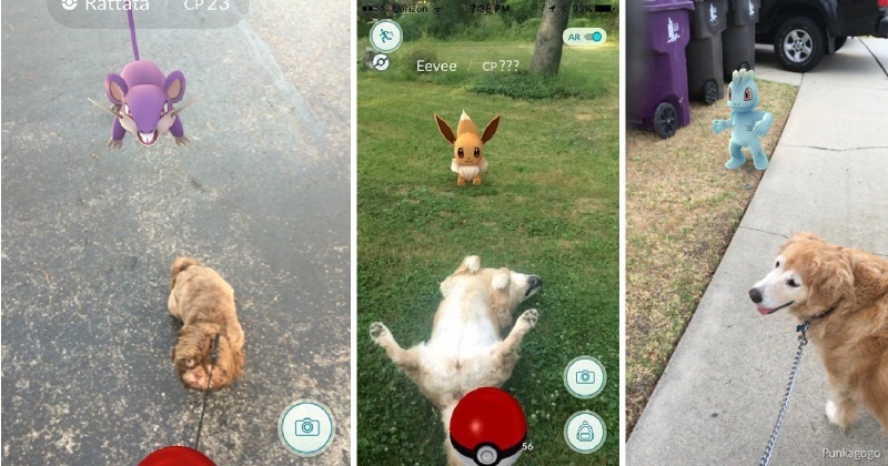 Será que esses pets realmente estão vendo Pokémons?