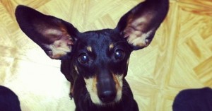 Vamos revelar algumas esquisitices das orelhas do seu cachorro que você nem desconfiava!