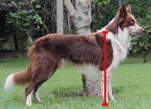 Para escolher a altura correta da vasilha você deve medir seu cachorro a partir da sua cernelha.