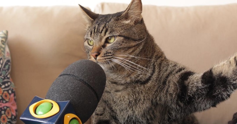 Esse gato sendo entrevistado representa todos os bichanos!