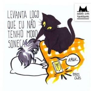Gato acordando dono.