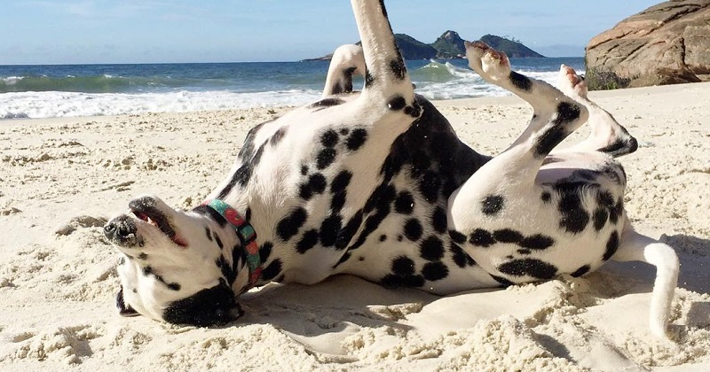 10 Dicas Para Levar seu Cachorro na Praia