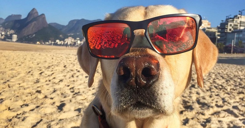 19 fotos de cães na praia que simplesmente amam essa vida