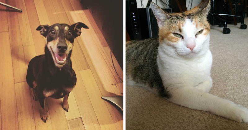13 diferenças entre viver com um cão e viver com um gato
