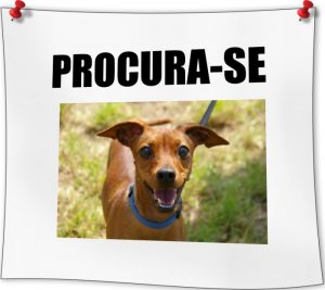 Seu cachorro se perdeu? Use uma roupa sua e o brinquedo favorito dele para encontra-lo.