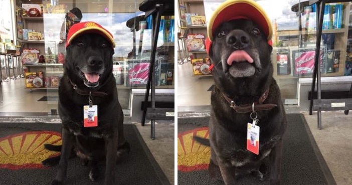 Cachorro abandonado vira funcionário de posto de gasolina