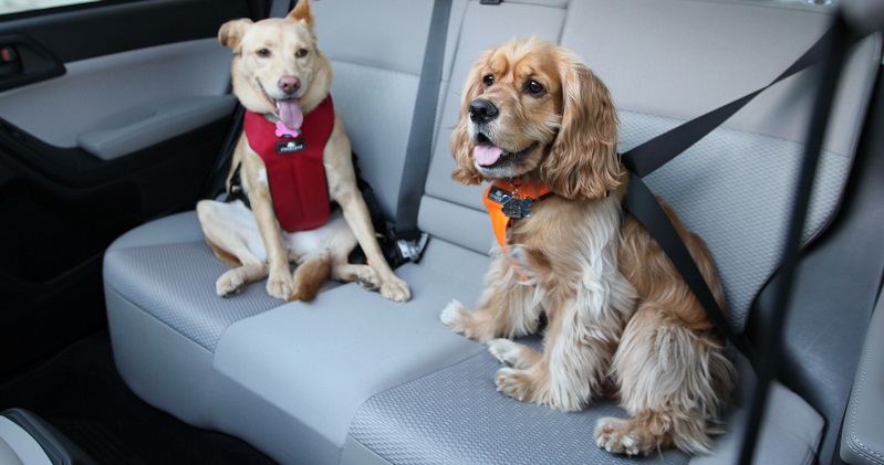 Você passeia de carro com seu cachorro? Entenda a importância do cinto de segurança para cães.