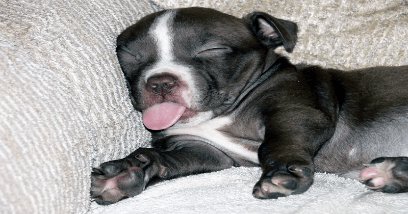 11 cães dormindo em posições nada normais