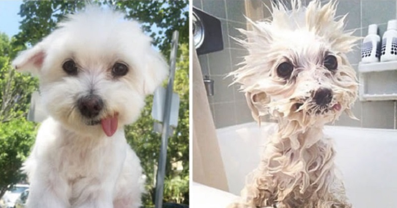 12 cachorros antes e depois do banho
