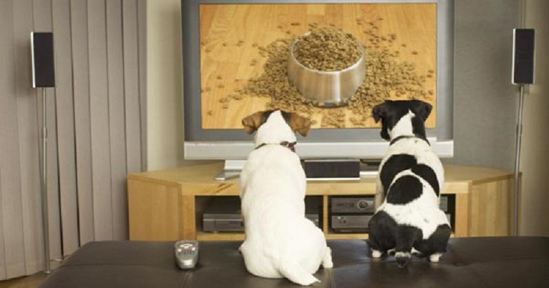 Seu cachorro consegue assistir Tv?