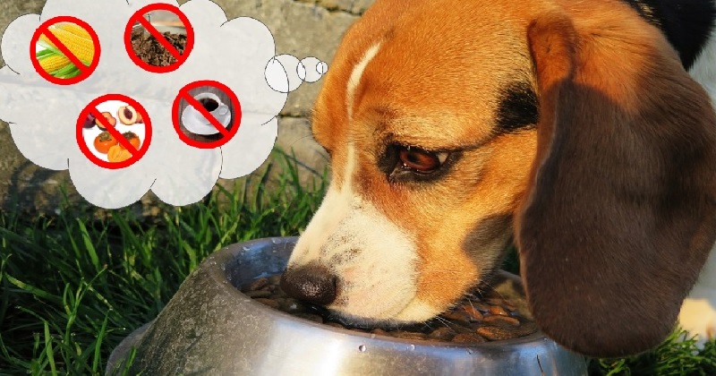 8 alimentos que seu cachorro NUNCA pode comer