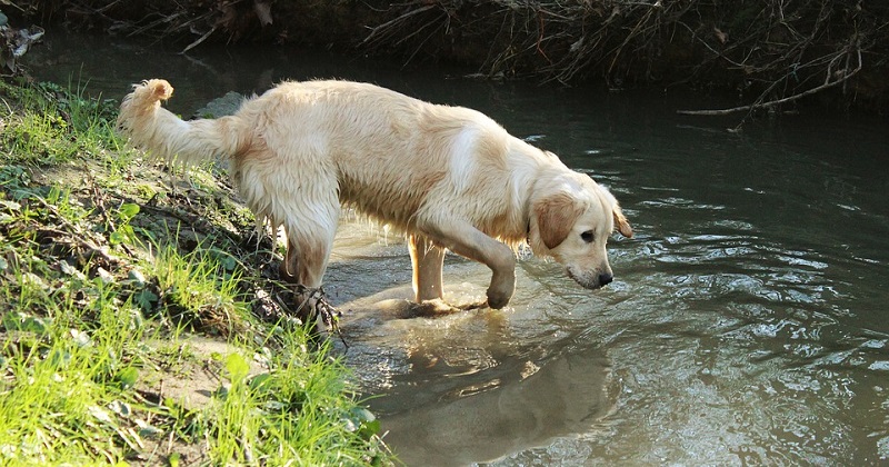 O que fazer quando meu cachorro ODEIA água?