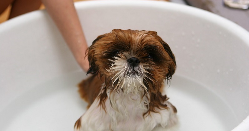 Seu cachorro toma banho, mas no outro dia já fica fedido?