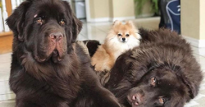 10 fotos mostram que quanto maior o cachorro, melhor!