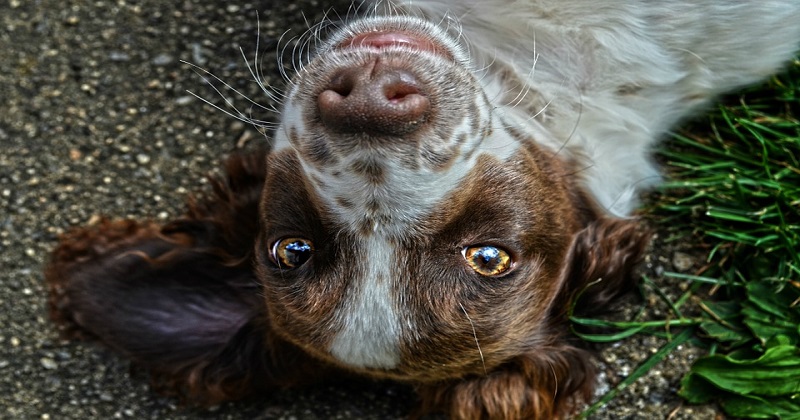 5 maneiras fofas do seu cão mostrar que se importa com você