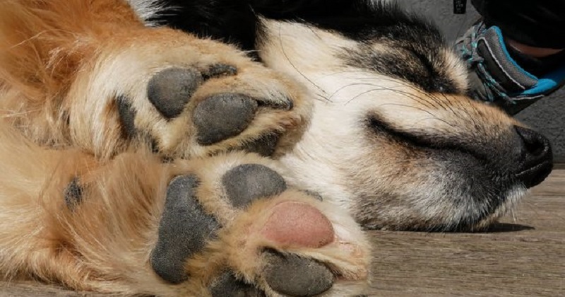 11 patinhas de cães que são adoráveis
