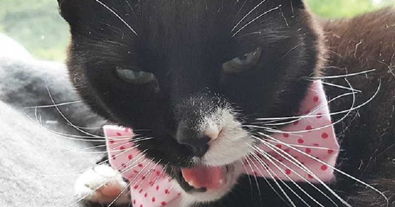 10 fotos que mostram gatos com gravatas são as coisas mais lindas