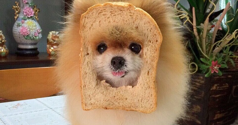 10 cachorros com a cara no pão, definitivamente