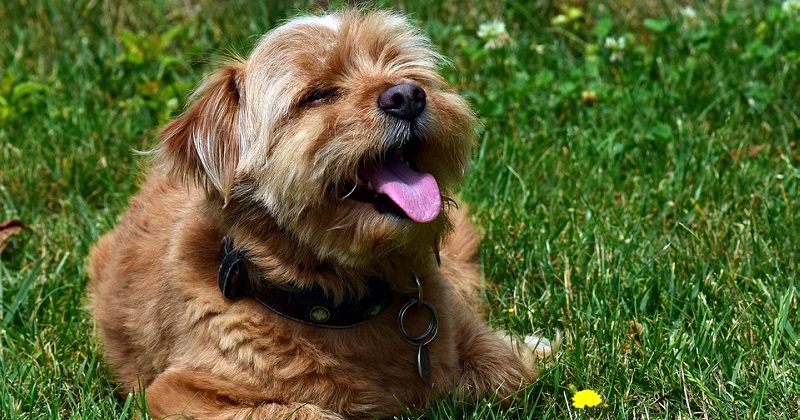 5 dicas para proteger seu cachorro do calor intenso