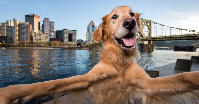 10 cães que dominam a arte da selfie