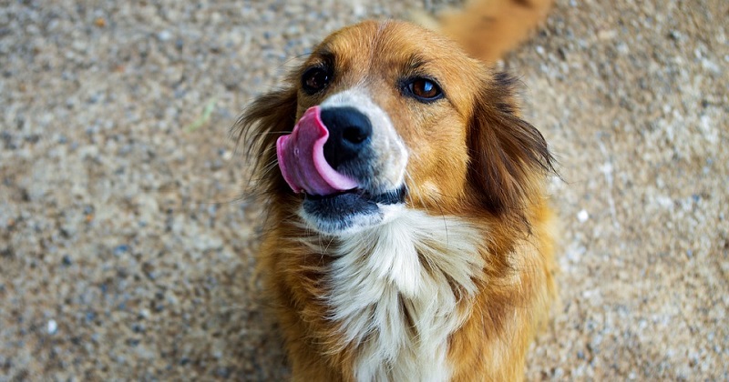 10 coisas que acontecem quando você adota um cão