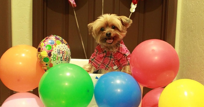10 dicas para a festa de aniversário do seu cachorro
