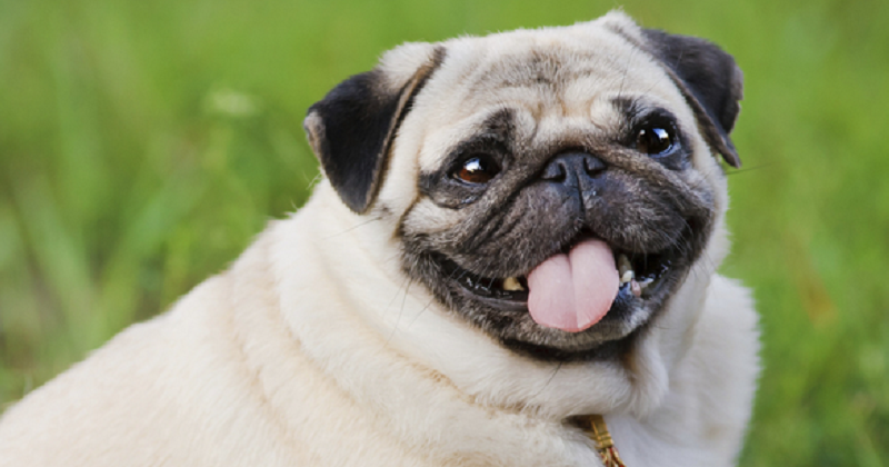 10 raças de cachorro propensos à obesidade