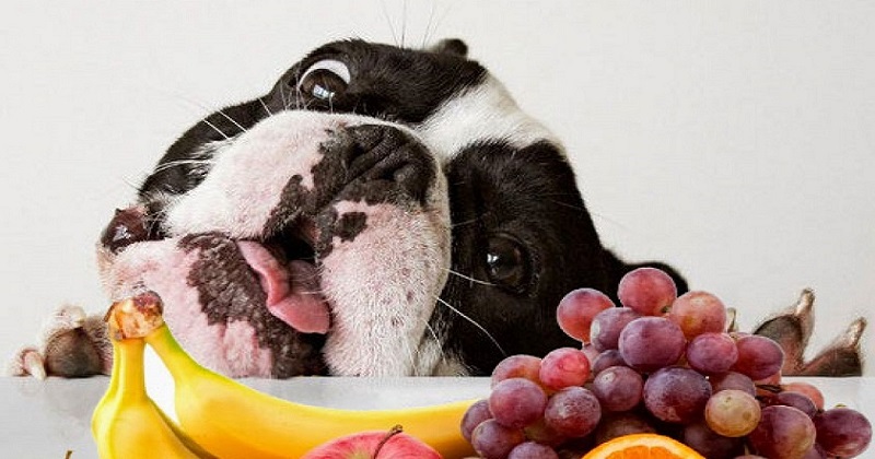 Salada de frutas para cachorros? O que eles podem comer?