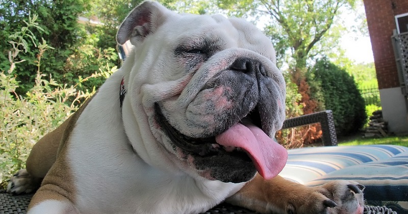 Descobrimos a verdadeira definição dos sorrisos dos cães