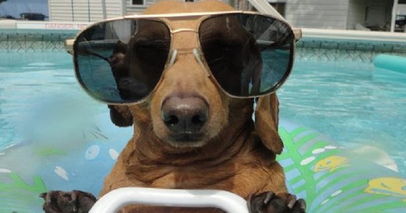 10 cachorros que AMAM piscina
